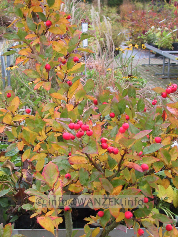 Crataegus Carrierei 06.jpg